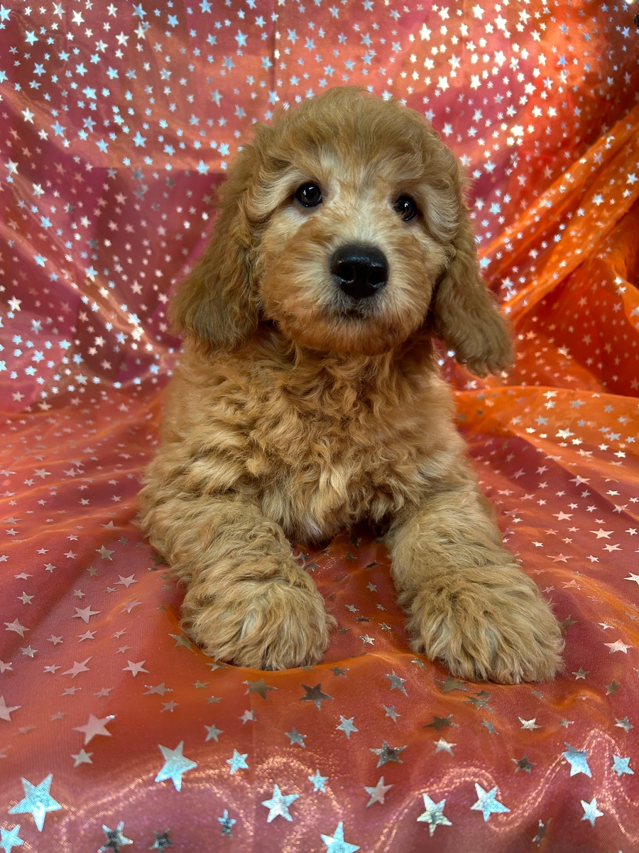 Male F1b Miniature Goldendoodle Puppy for Sale DOB 2-18-2024 $500